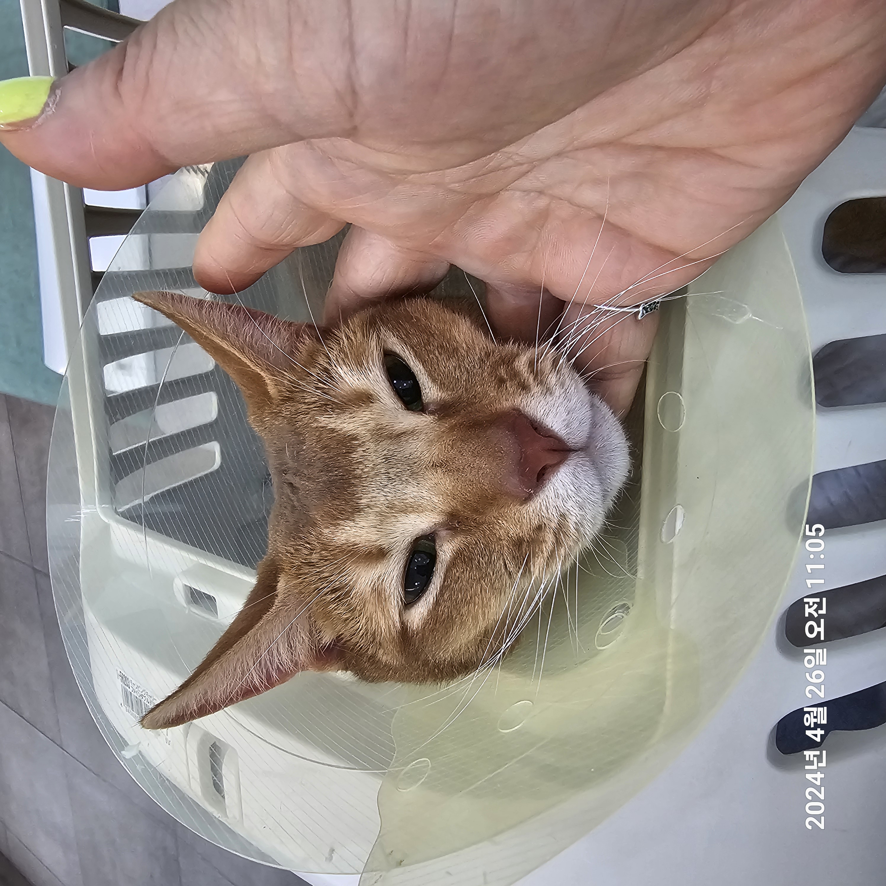 동물약국 후기 | 펫트라슈